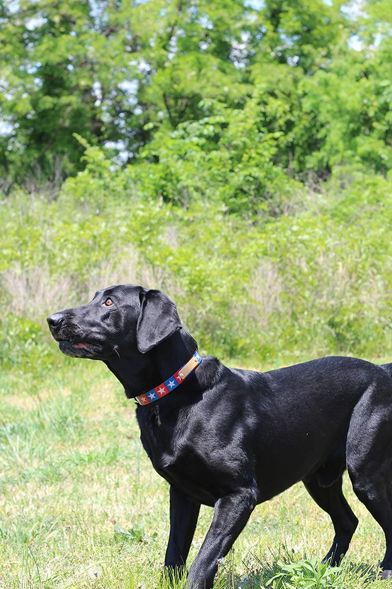 Collar con placa para nombre de perro, impermeable, a prueba de olor, disponible en 4 tamaños