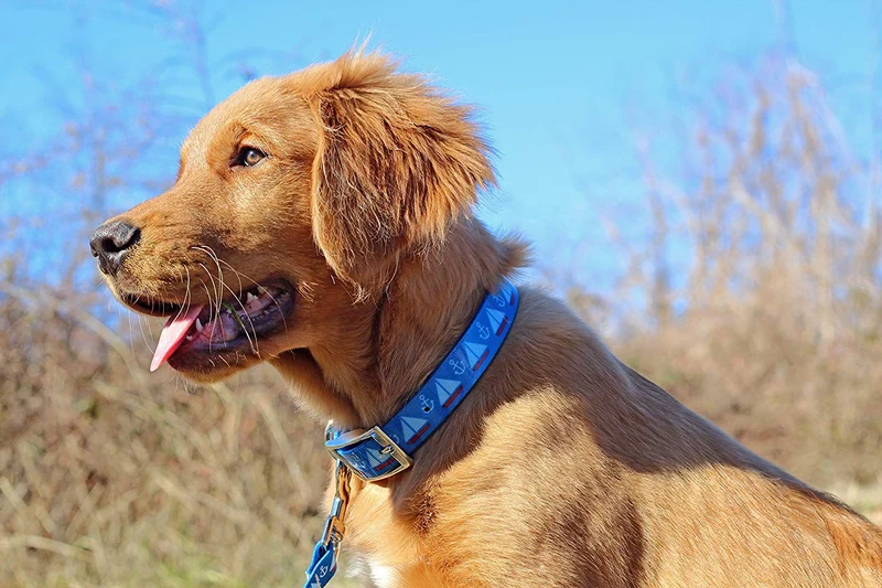 Collar con placa para nombre de perro, impermeable, a prueba de olor, disponible en 4 tamaños