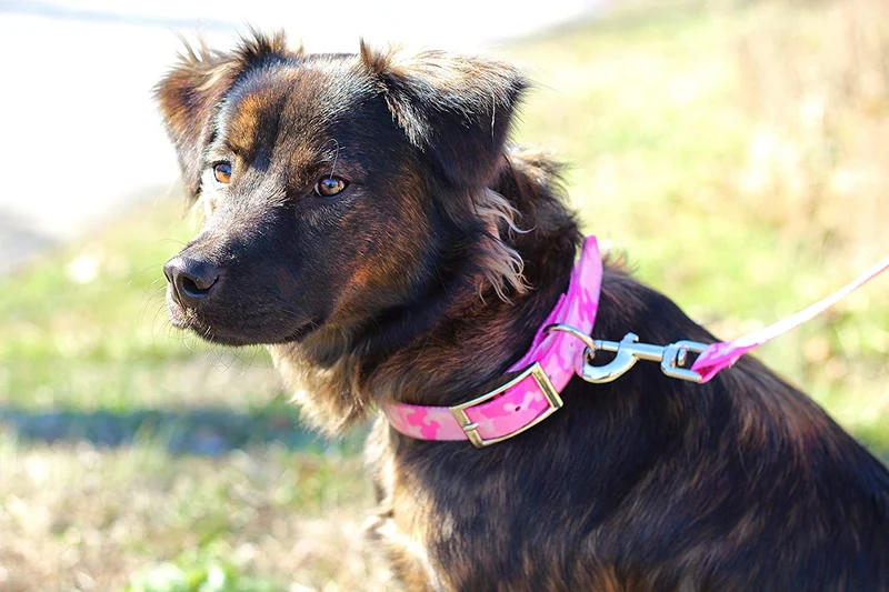 Collar con placa para nombre de perro, impermeable, a prueba de olor, disponible en 4 tamaños
