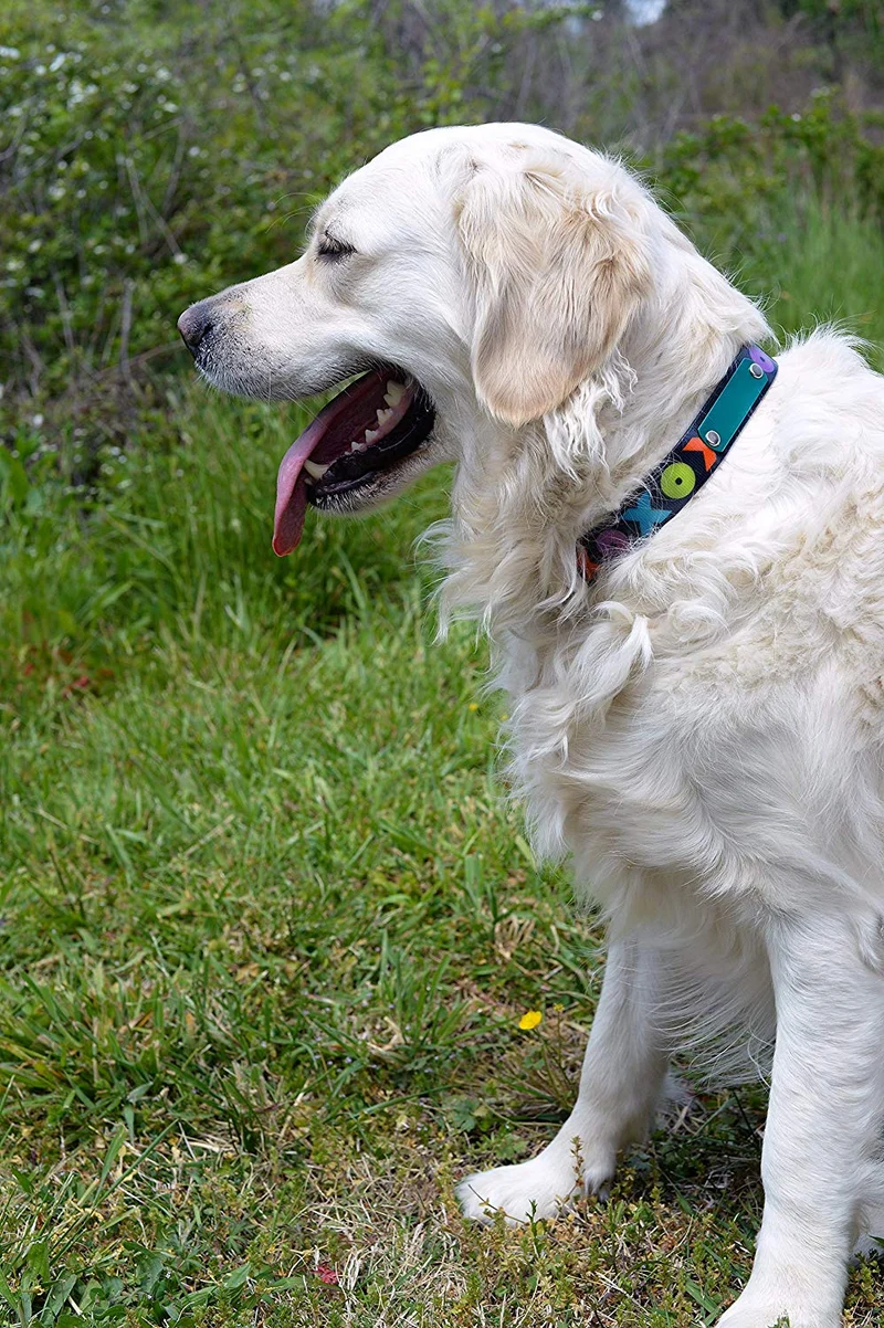 Collar con placa para nombre de perro, impermeable, a prueba de olor, disponible en 4 tamaños