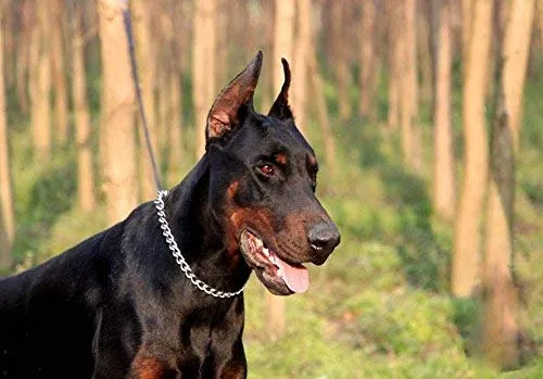 SGODA - Collar de entrenamiento para perros