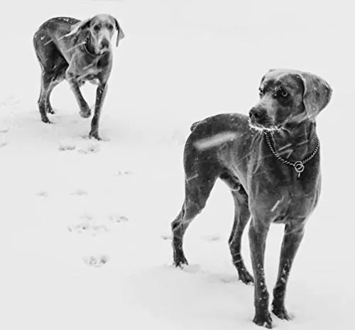 SGODA - Collar de entrenamiento para perros