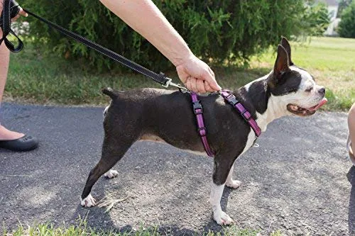 PetSafe 3in1 Harness, from The Makers of The Easy Walk Harness