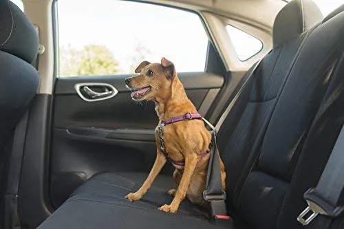 PetSafe 3in1 Harness, from The Makers of The Easy Walk Harness