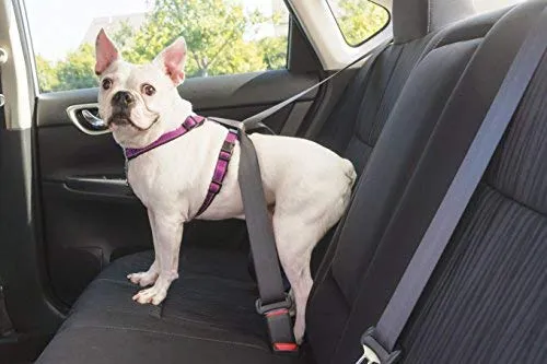 PetSafe 3in1 Harness, from The Makers of The Easy Walk Harness