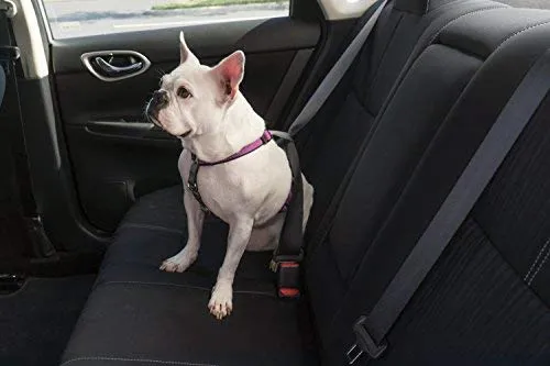 PetSafe 3in1 Harness, from The Makers of The Easy Walk Harness