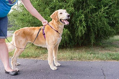 PetSafe 3in1 Harness, from The Makers of The Easy Walk Harness