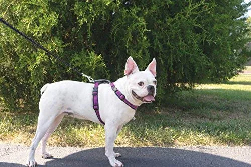 PetSafe 3in1 Harness, from The Makers of The Easy Walk Harness
