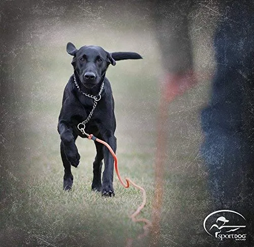 Correa anaranjada SportDOG