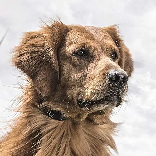 SportDOG marca YardTrainer Family entrenadores remotos – recargables, impermeables, collares de entrenamiento para perros con estática, vibración y tono