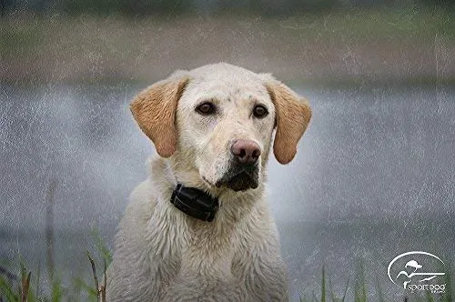SportDOG marca YardTrainer Family entrenadores remotos – recargables, impermeables, collares de entrenamiento para perros con estática, vibración y tono