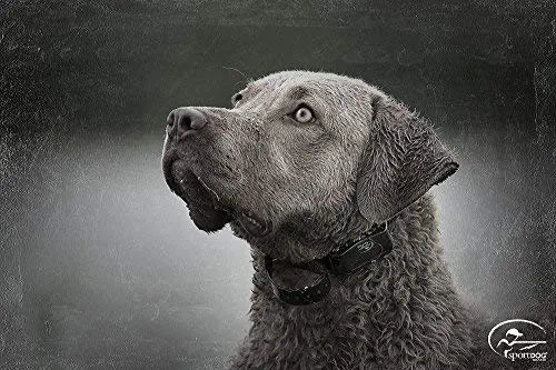 SportDOG Brand 425 - Collar electrónico con control remoto (500 yardas, estático, vibratorio y tono, impermeable, recargable, incluye nueva serie X), Original (versión antigua), Negro