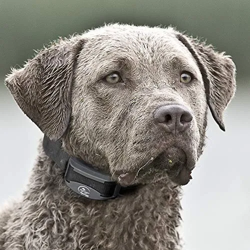 SportDOG Brand 425 - Collar electrónico con control remoto (500 yardas, estático, vibratorio y tono, impermeable, recargable, incluye nueva serie X), Original (versión antigua), Negro