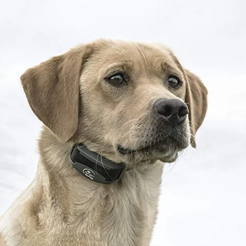 SportDOG Brand 425 - Collar electrónico con control remoto (500 yardas, estático, vibratorio y tono, impermeable, recargable, incluye nueva serie X), Original (versión antigua), Negro