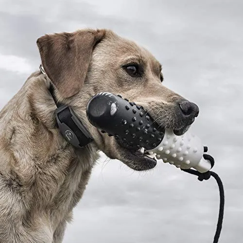 SportDOG Brand 425 - Collar electrónico con control remoto (500 yardas, estático, vibratorio y tono, impermeable, recargable, incluye nueva serie X), Original (versión antigua), Negro