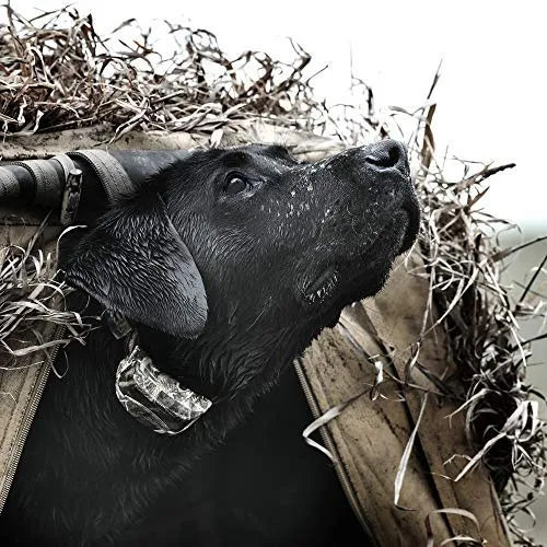 SportDOG Brand 425 - Collar electrónico con control remoto (500 yardas, estático, vibratorio y tono, impermeable, recargable, incluye nueva serie X), Original (versión antigua), Negro