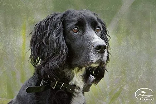 SportDOG Brand 425 - Collar electrónico con control remoto (500 yardas, estático, vibratorio y tono, impermeable, recargable, incluye nueva serie X), Original (versión antigua), Negro