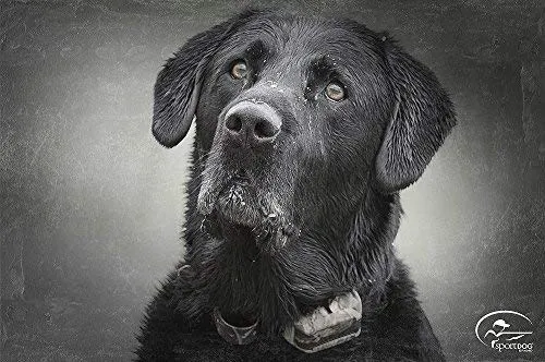 SportDOG Brand 425 - Collar electrónico con control remoto (500 yardas, estático, vibratorio y tono, impermeable, recargable, incluye nueva serie X), Original (versión antigua), Negro