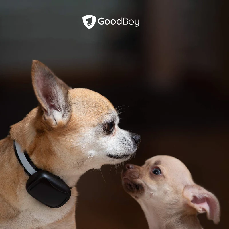 GoodBoy - Mini collar remoto para perros con pitido y modos de vibración para entrenamiento de comportamiento de mascotas, resistente al agua y rango de 1000 pies, apto para perros extra pequeños a medianos (5-15 libras)