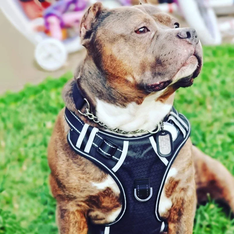 BABYLTRL Arnés para perro grande, sin tirar, ajustable, reflectante, chaleco suave Oxford para perros grandes, arnés de fácil control