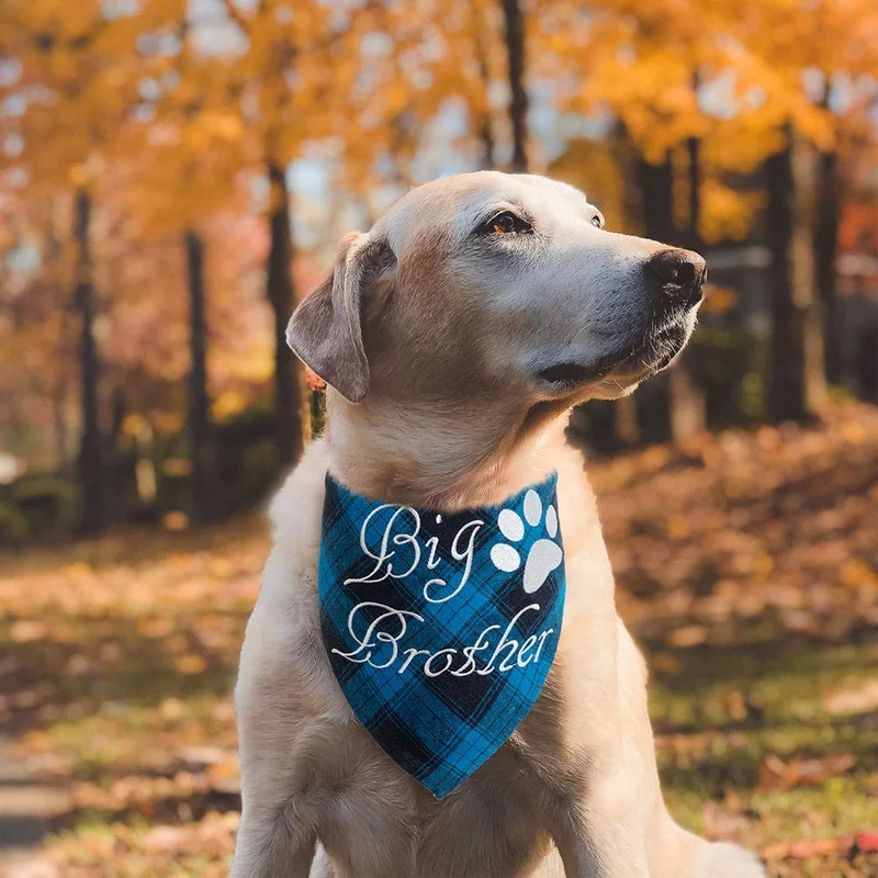 Pañuelo bandana para perro a cuadros EXPAWLORER – 2 piezas bordado de Big Brother lavable algodón triángulo accesorios para perros pequeños, medianos, grandes, cachorros, mascotas, azul y gris