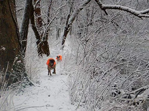 maggift perro chaleco reflectante para mascotas, chaleco de seguridad naranja