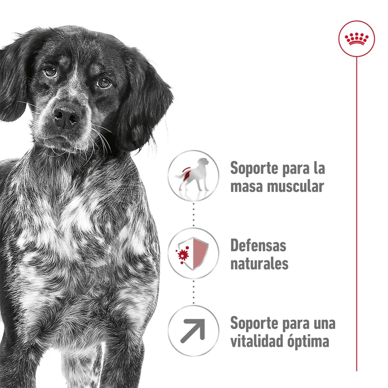 Royal Canin Medium Adult 7+ Pienso para Perros
