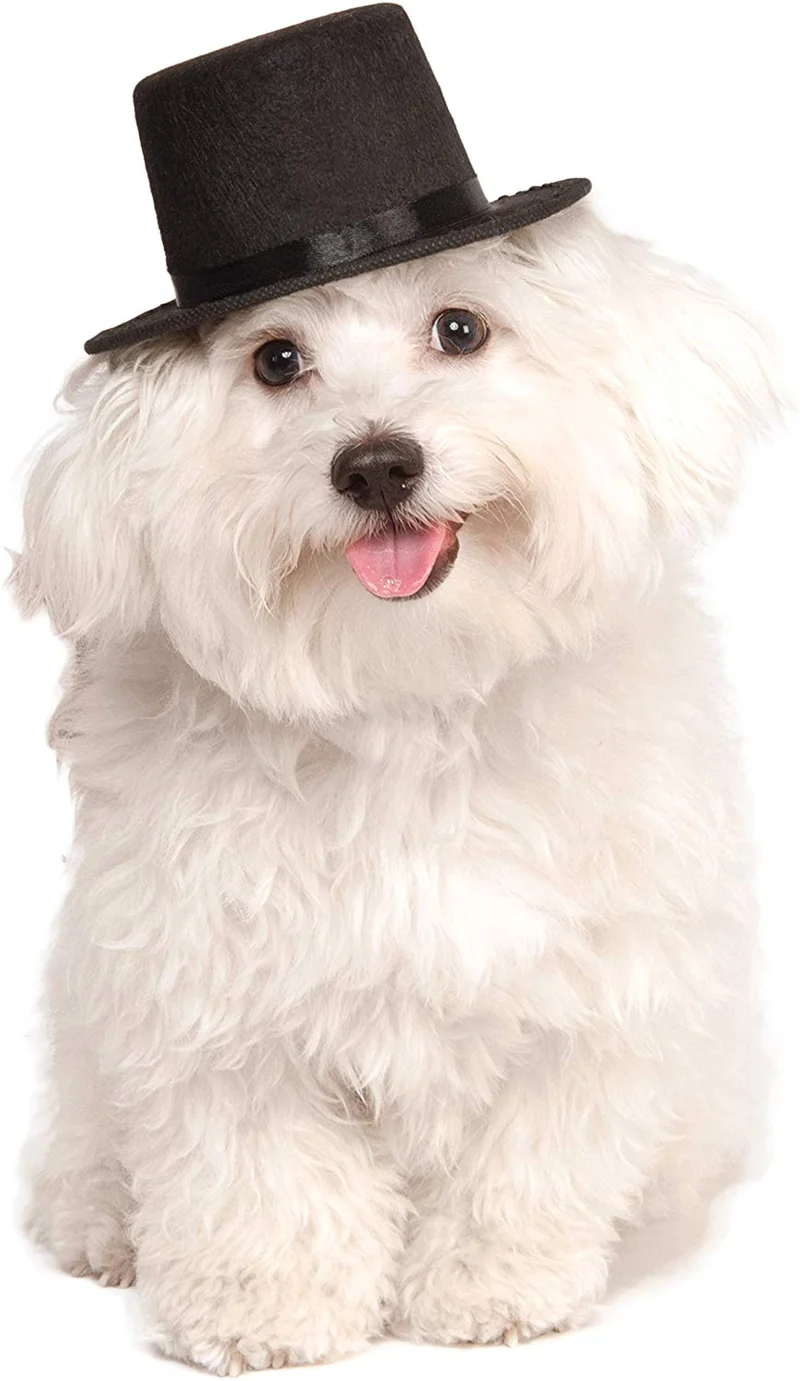 Rubies Costume Company - Gorro para mascota