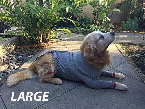 Camiseta de protección post operatoria para perros, mejor que el cono La alternativa más cómoda para recuperación.
