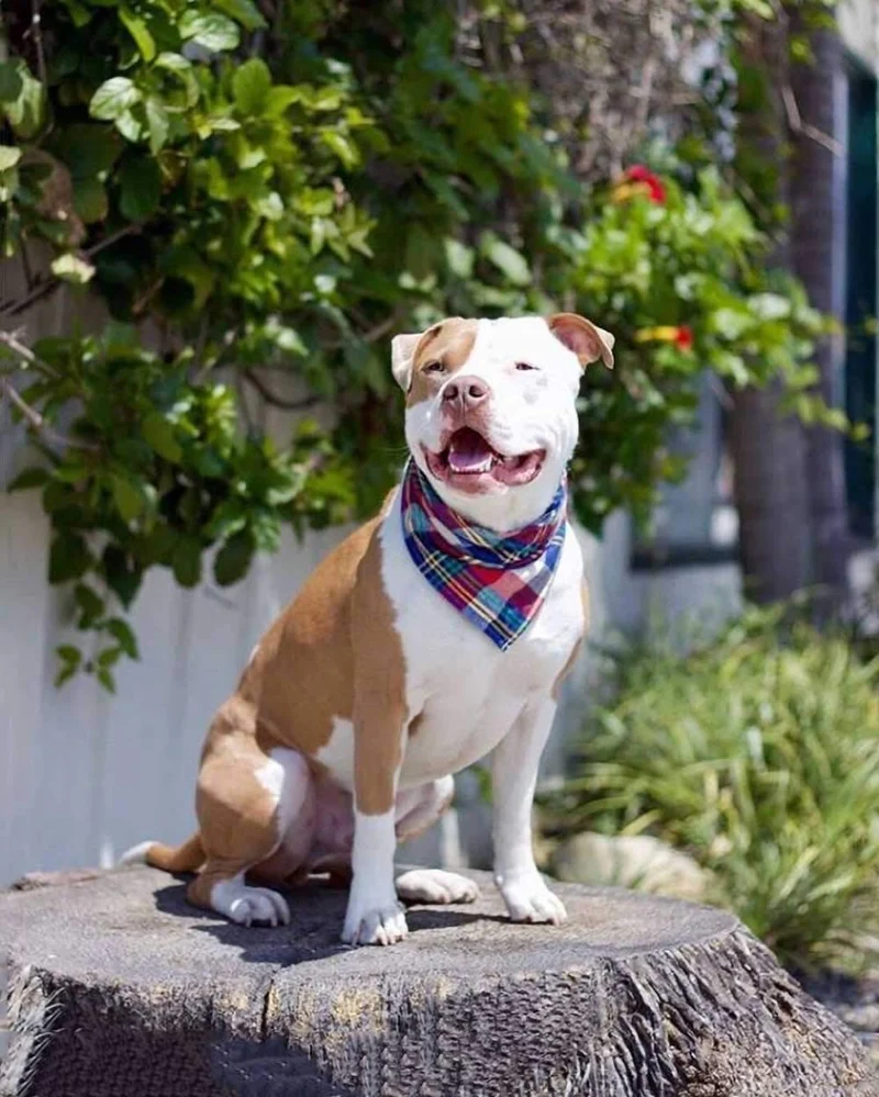 Bandana para perro, 4 unidades, lavable, reversible, a cuadros, para perros y gatos