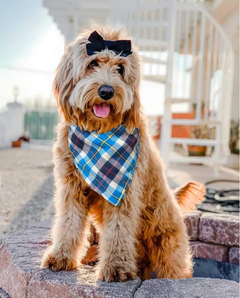 Bandana para perro, 4 unidades, lavable, reversible, a cuadros, para perros y gatos