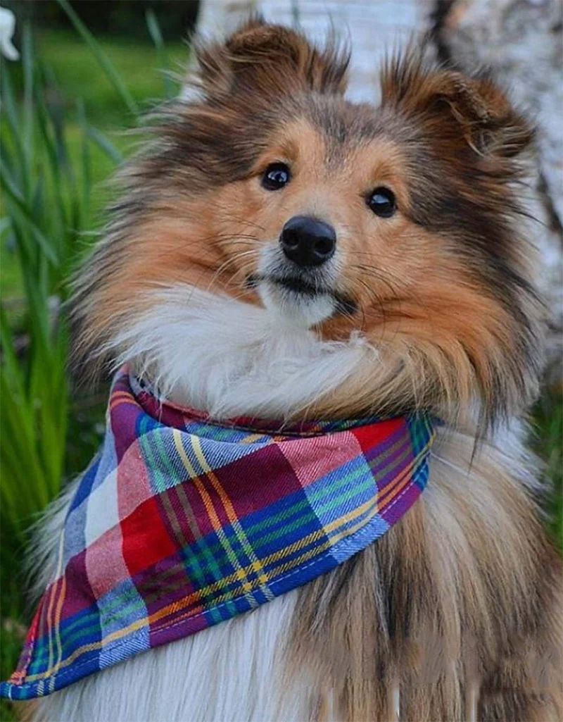 Bandana para perro, 4 unidades, lavable, reversible, a cuadros, para perros y gatos