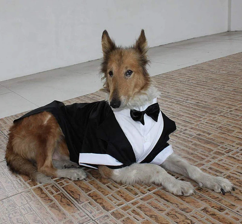 Evursua - Traje de esmoquin para perros grandes, para bodas y fiestas