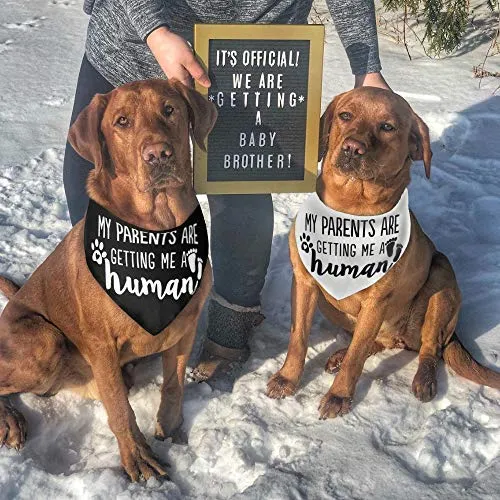 JPB My Parents are Getting Me a Human2 Pack Bandana para perro con revelación de género
