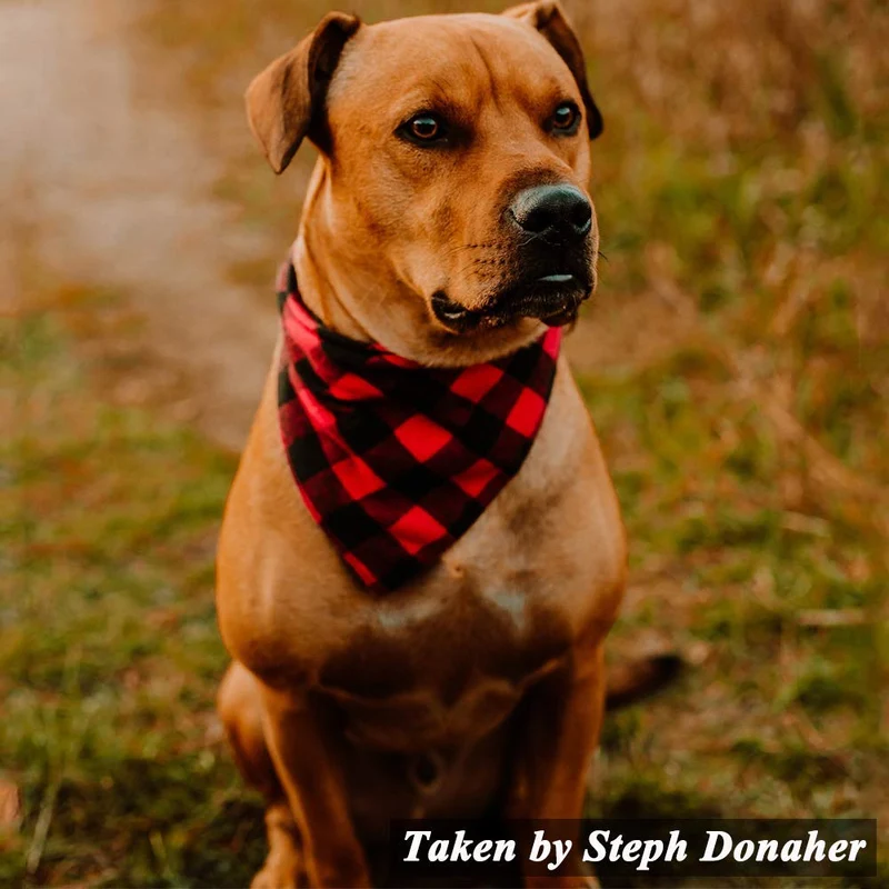ASOCEA - Bandana reversible para perro, diseño de búfalo, para mascotas, triángulos, pañuelo de algodón, accesorios para perros pequeños y medianos, cachorros de vacaciones, feliz Año Nuevo, fiesta de cumpleaños, día de San Valentín, uso diario