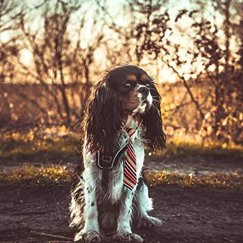 Segarty - Corbata para perro, tamaño mediano, tamaño grande, con lazos para perro, ajustable, para mascotas, gatos, perros, collares, para festivales de vacaciones, accesorios de aseo