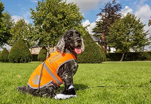 Chaleco reflectante de seguridad para perros, 5 tamaños para adaptarse a perros de 10 libras – 130 libras: alta visibilidad para actividades al aire libre día y noche, mantiene a tu perro visible, seguro de coches y accidentes de caza | Blaze Orange chale