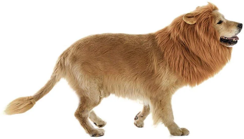 LCFUN Disfraz de melena de león para gato y perro, peluca de mascota para fiesta de Halloween