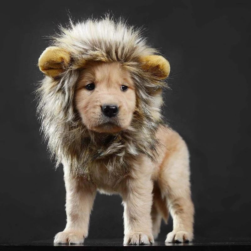 LCFUN Disfraz de melena de león para gato y perro, peluca de mascota para fiesta de Halloween