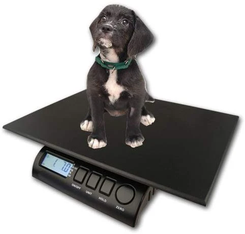 zieis | 30 lb. Capacidad | Animal Digital Escala | z30p-dura1216 | 12" x 16" bigtop dura Plataforma | 0,1 onza precisión