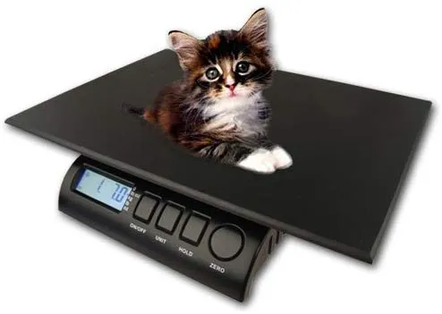 zieis | 30 lb. Capacidad | Animal Digital Escala | z30p-dura1216 | 12" x 16" bigtop dura Plataforma | 0,1 onza precisión