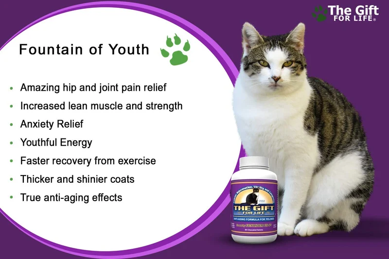 El regalo para la vida para gatos – The Fountain of Youth para Pets – 60 Gourmet Chewable Treats – fabricado en los Estados Unidos