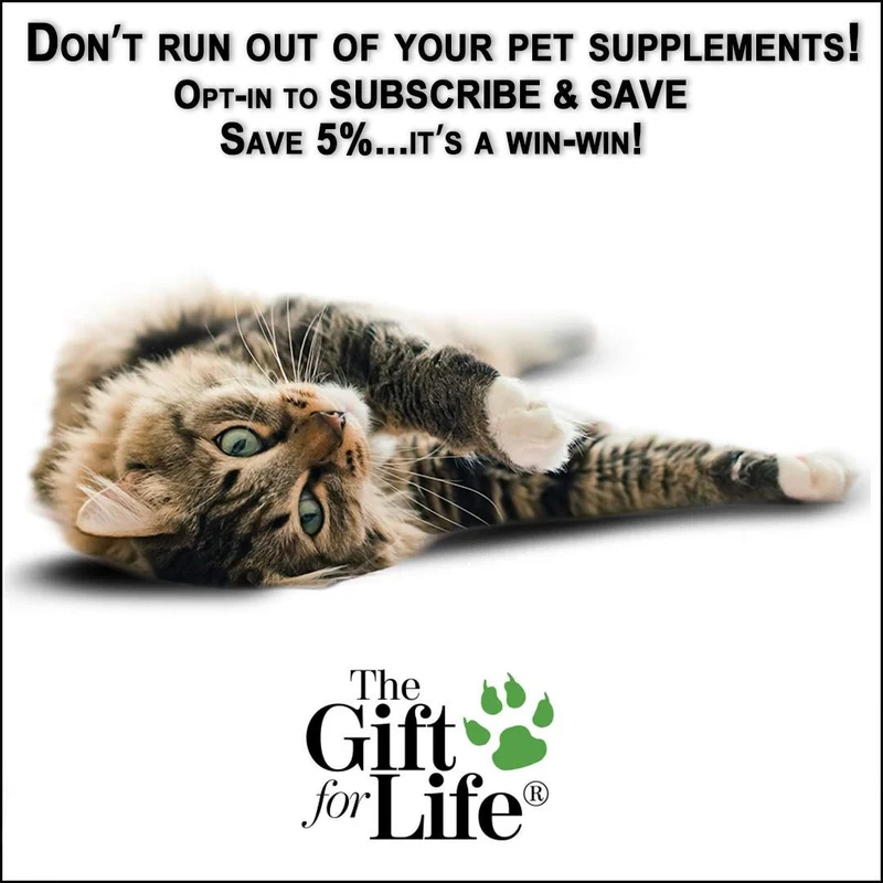 El regalo para la vida para gatos – The Fountain of Youth para Pets – 60 Gourmet Chewable Treats – fabricado en los Estados Unidos