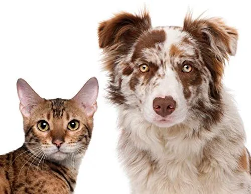 Equisilver Vet - Spray de herida formulado para perros y gatos | Alivio para puntos calientes, infecciones de la piel, piel seca irritada | Curación rápida todo natural y no tóxico | Fabricado en Estados Unidos
