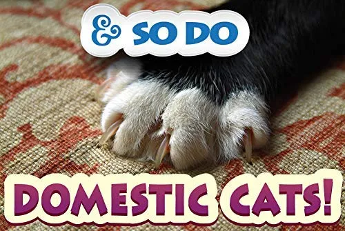 Mascota MasterMind Cat Spray