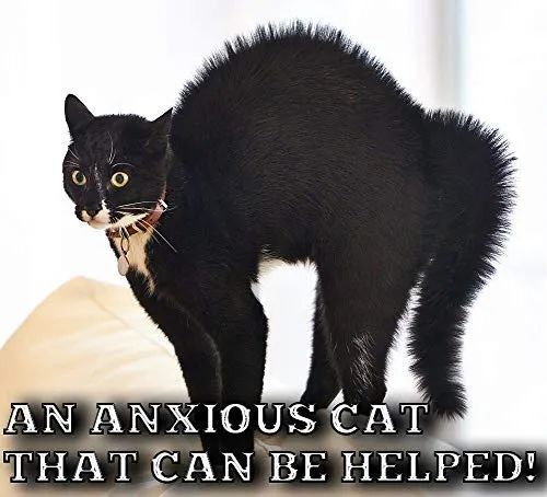 Mascota MasterMind Cat Spray