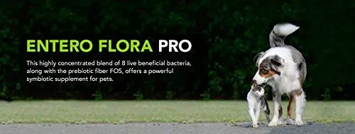 vetriscience 062548 entero Flora Pro polvo