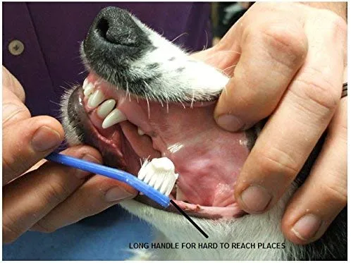 Mascota, Cepillo de dientes para mascotas, perros o gatos, Suave cepillo de cerdas para el cuidado dental de su gato, perro o mascota pequeña (6 unidades)