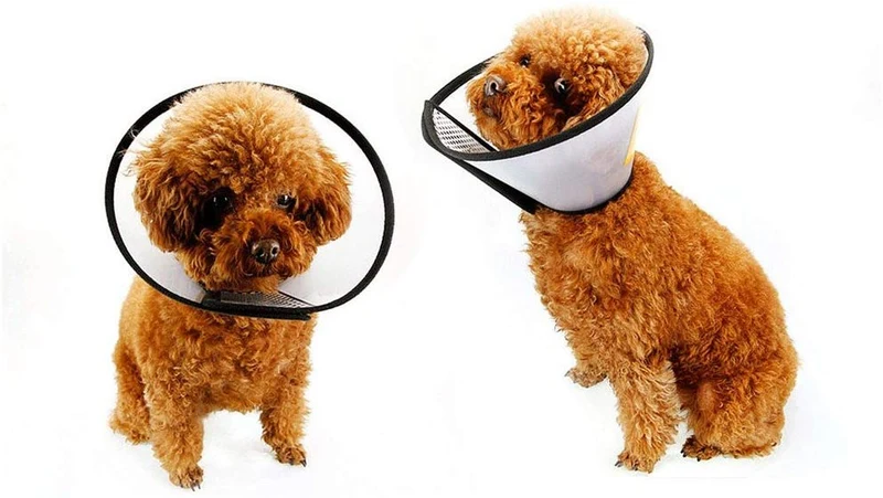 vivifying Recuperación Pet Cono, 8.1 inches plástico ligero isabelina Collar para gatos, mini perros y conejos (Negro)