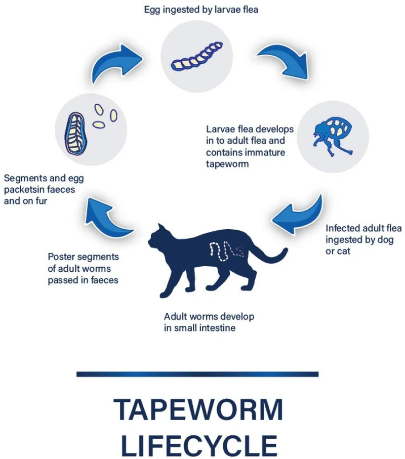 HERBALPET Suplementos para la salud | Alternativa natural de desparasitador de gatos | Limpieza intestinal | Funciona para gatitos, gatos medianos y grandes | 3 tabletas